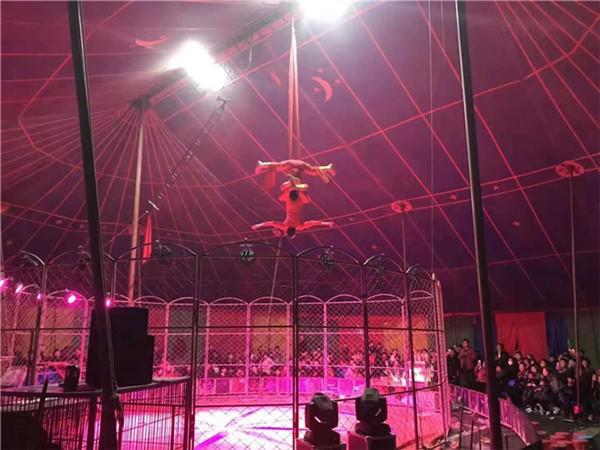 寧岡馬戲團表演租賃活動暖場