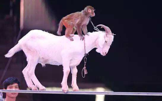 環球貿易網 產品 商務服務 租賃服務 馬戲表演團出租各種雜技演出馬戲