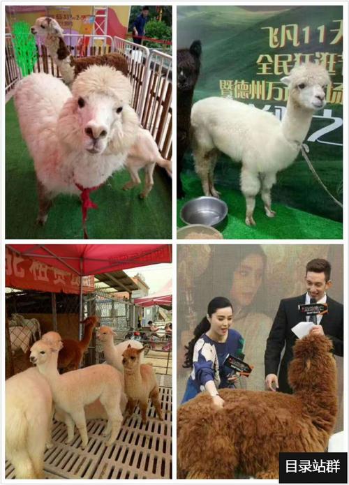 化州馬戲團表演出租租賃演出精華