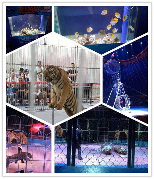 陜西本地出租馬戲團雜技表演信譽強企業(yè)