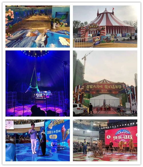 開原市對外出租馬戲團表演萌寵展