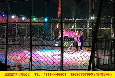 專業(yè)馬戲團表演出租十堰市 人員雜技租賃