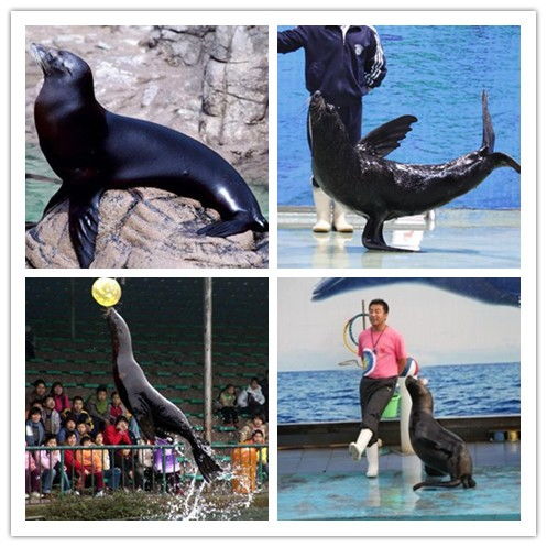 張掖海洋魚缸展水母展租賃