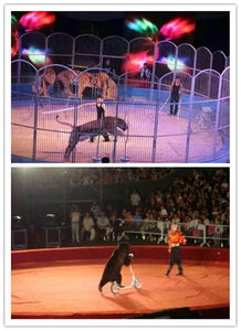 新密市哪里有馬戲團表演出租的嗎都有哪些節(jié)目動物雜技等表演