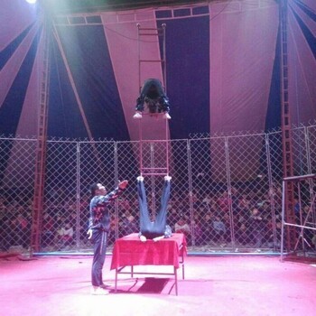 2019春節(jié)馬戲團表演馬戲嘉年華方案馬戲團表演租賃