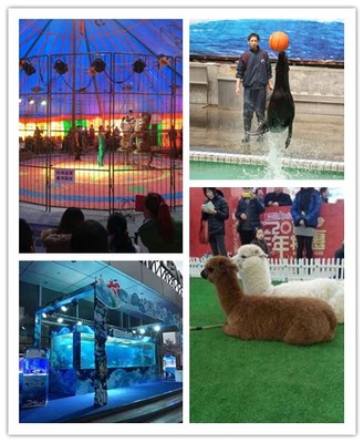 青銅峽市小動物馬戲團表演出租
