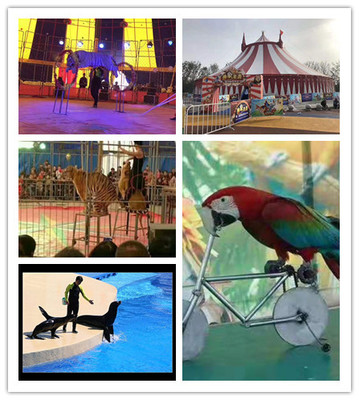 鄂州市馬戲團海獅表演出租