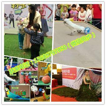 江門市馬戲團表演出租 鸚鵡表演租賃_志趣網(wǎng)