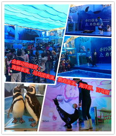 高清圖惠州市環(huán)球飛車表演租賃