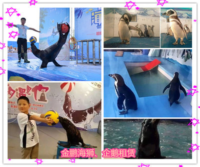 合作活體企鵝、海獅動物表演租賃出租_馬戲團表演租賃_活體企鵝租賃_羊駝租賃_山東金鵬動物租賃 - 商國互聯(lián)網(wǎng)