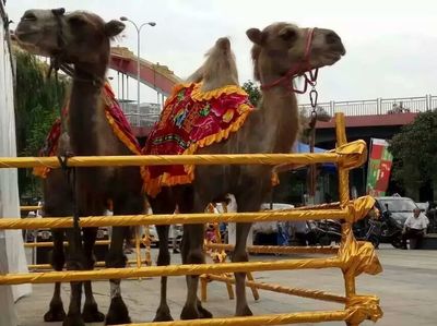 合作市哪里有海洋生物魚缸,馬戲團(tuán)表演租賃_羊駝駱駝海獅海洋生物_山東眾鑫養(yǎng)殖場 - 商國互聯(lián)網(wǎng)