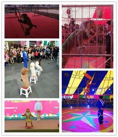 肥城市雜技馬戲團(tuán)表演出租租賃海豹表演