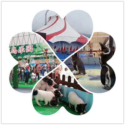 百色市鸚鵡表演出租