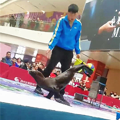 馬戲表演鎮江