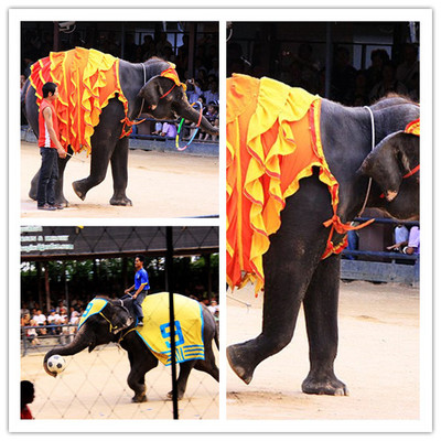 黑龍江省肇州百鳥園展覽租賃