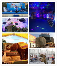 溫州哪有出租海獅表演的低價格出租