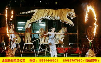 福州市夢幻皇家馬戲團表演出租租賃海洋展出租