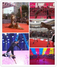 泰安市海獅表演出租