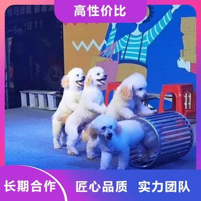 馬戲團表演出租活動慶典