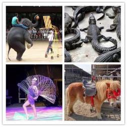 皇家大馬戲團雜技表演出租 動物表演 騎乘馬羊駝展覽出租