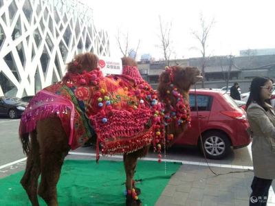 馬戲團(tuán)動物表演出租