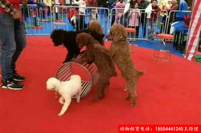 租賃馬戲表演價(jià)格咨詢?cè)S昌市