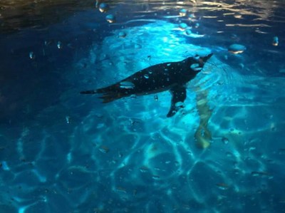 湖南省衡陽(yáng)市海獅表演租賃這些美人魚都美麗的令人窒息