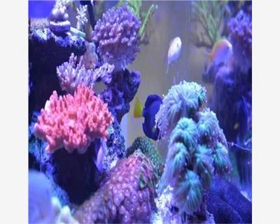 獨(dú)山縣馬戲團(tuán)演藝公司