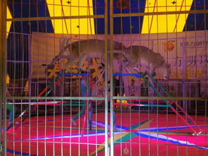 馬戲團(tuán)表演出租暖場(chǎng)互動(dòng)價(jià)格