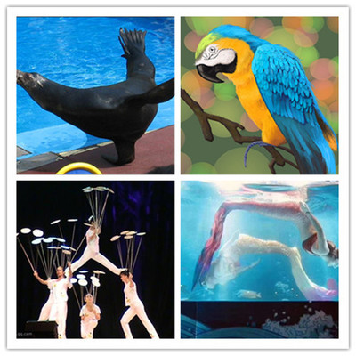 燈塔哪里有出租馬戲團(tuán)表演的