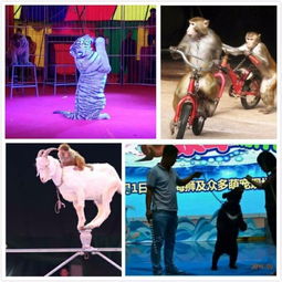 鄒城動(dòng)物表演馬戲團(tuán)出租價(jià)格便宜