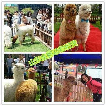 杭州市馬戲團(tuán)表演出租 鸚鵡表演租賃_志趣網(wǎng)