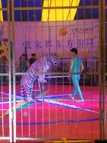 大型外籍馬戲團(tuán)表演合作檔期收費(fèi)情況