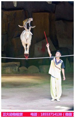 廣東附近小動(dòng)物出租百鳥展租賃_山東正大動(dòng)物租賃 - 商國互聯(lián)網(wǎng)