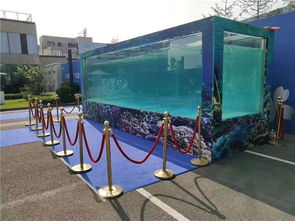 九江市馬戲團(tuán)山羊表演.