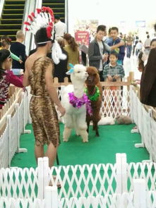 上猶縣羊駝出租 專業(yè)矮馬租賃公司 駱駝出售最低價(jià)格