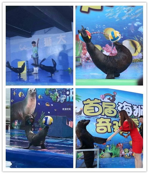 建德百鳥(niǎo)展鸚鵡表演出租合作共贏