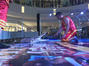 煙臺(tái)市馬戲團(tuán)租賃小丑猛獸動(dòng)物表演租賃