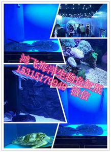 周邊地新野縣,出租馬戲團表演羊駝出租的價格