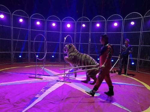 大型馬戲團派對 驚險刺激馬戲團表演出租租賃