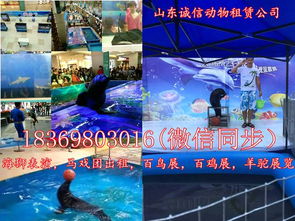 深圳出租環球飛車表演