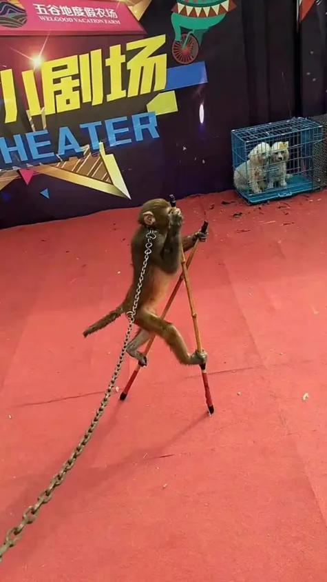 孝感雜技專場出租 #荊州馬戲團(tuán)表演出