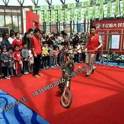 百鳥展與冰雕展租賃服務(wù)：鸚鵡表演及冰雕展出的專業(yè)租借指南